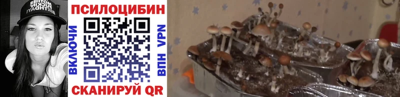 Псилоцибиновые грибы ЛСД  Хасавюрт 